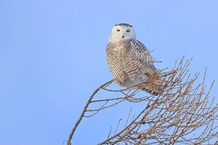 Framed Print : Snowy Owl female with blue cloudscape sky on the background in Quebec, Canada Framed Print : Snowy Owl female with blue cloudscape sky on the background in Quebec, Canada