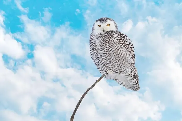 Framed Print : Snowy Owl female with blue cloudscape sky on the background in Quebec, Canada Framed Print : Snowy Owl female with blue cloudscape sky on the background in Quebec, Canada
