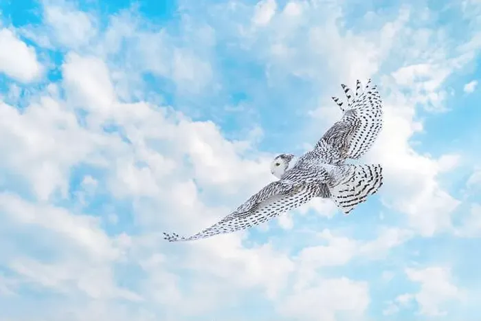 Framed Print : Snowy Owl female flying on a blue cloudscape sky background in Quebec, Canada Framed Print : Snowy Owl female flying on a blue cloudscape sky background in Quebec, Canada