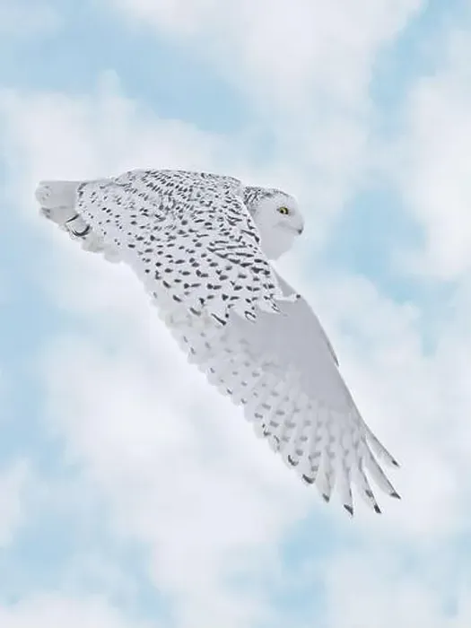 Framed Print : Snowy Owl female flying on a mixed clouds and blue sky background in Quebec, Canada Framed Print : Snowy Owl female flying on a mixed clouds and blue sky background in Quebec, Canada