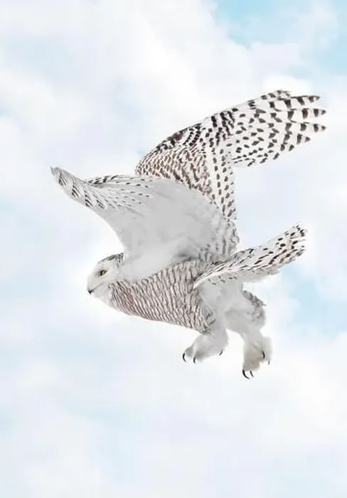 Framed Print : Snowy Owl female flying on a mixed clouds and blue sky background in Quebec, Canada