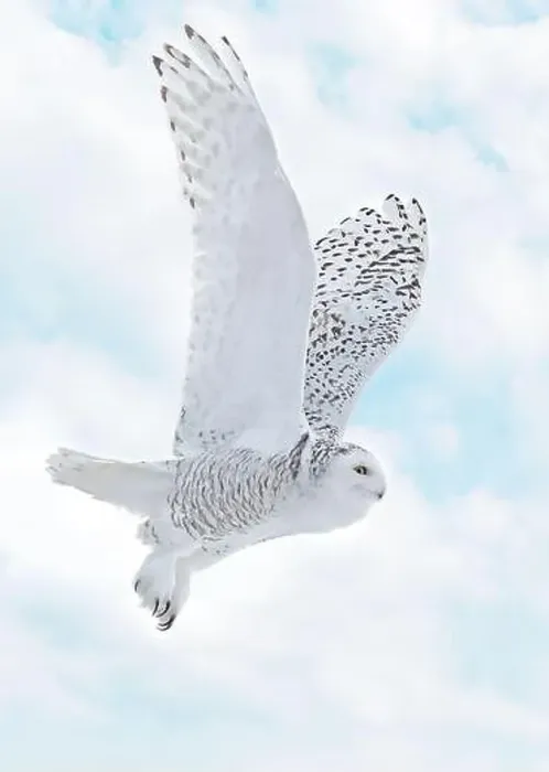 Framed Print : Snowy Owl female flying on a mixed clouds and blue sky background in Quebec, Canada Framed Print : Snowy Owl female flying on a mixed clouds and blue sky background in Quebec, Canada