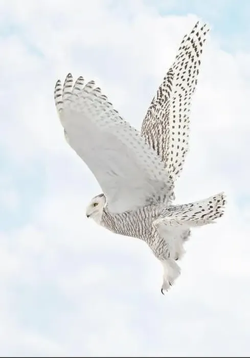 Framed Print : Snowy Owl female flying on a mixed clouds and blue sky background in Quebec, Canada Framed Print : Snowy Owl female flying on a mixed clouds and blue sky background in Quebec, Canada