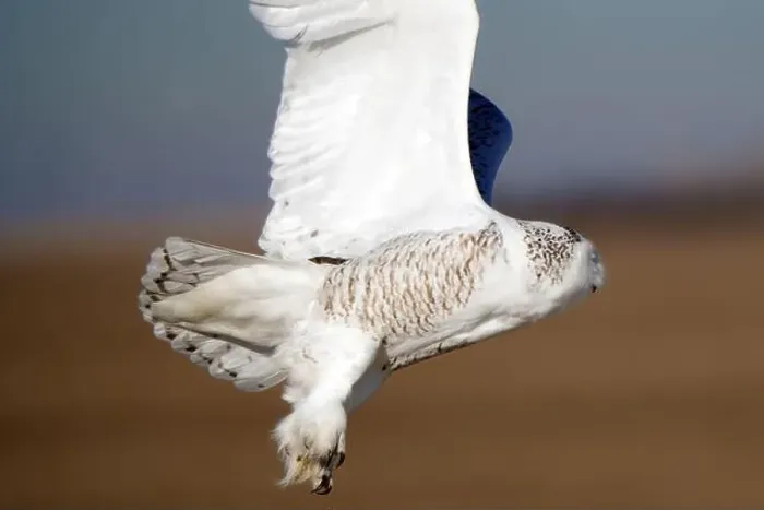 Framed Print : Snowy owl flies low to the ground with its wings spread out, showcasing its distinctive white and brown plumage Framed Print : Snowy owl flies low to the ground with its wings spread out, showcasing its distinctive white and brown plumage