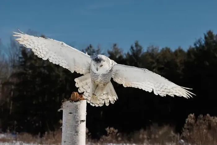 Framed Print : Snowy owl in flight with wings outstretched, perched on a white post Framed Print : Snowy owl in flight with wings outstretched, perched on a white post