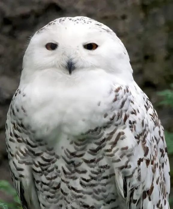 Framed Print : Snowy owl, polar owl, white owl, Arctic owl, Schnee-Eule, Harfang des neiges, Bubo scandiacus, hóbagoly, Zoo
