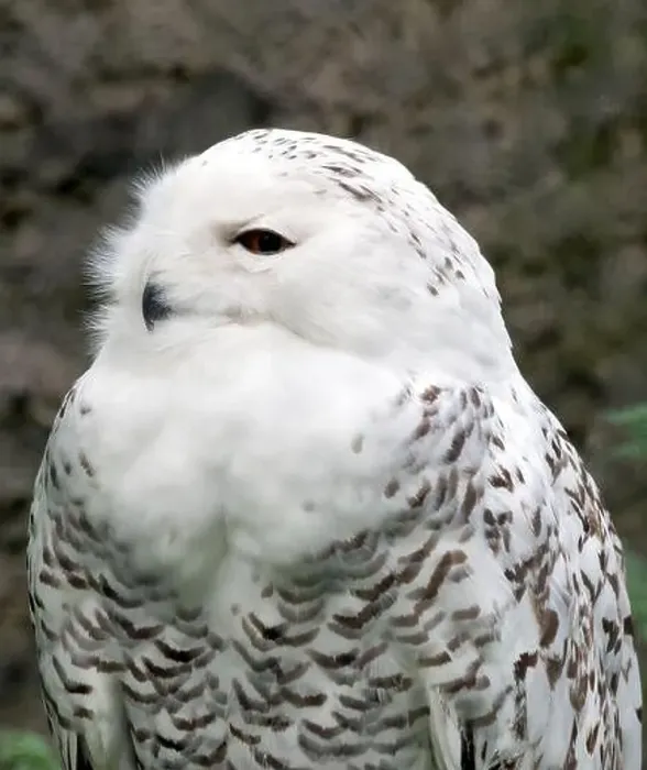 Framed Print : Snowy owl, polar owl, white owl, Arctic owl, Schnee-Eule, Harfang des neiges, Bubo scandiacus, hóbagoly, Zoo