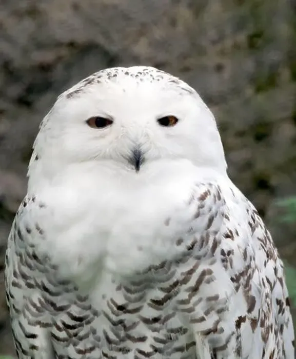 Framed Print : Snowy owl, polar owl, white owl, Arctic owl, Schnee-Eule, Harfang des neiges, Bubo scandiacus, hóbagoly, Zoo Framed Print : Snowy owl, polar owl, white owl, Arctic owl, Schnee-Eule, Harfang des neiges, Bubo scandiacus, hóbagoly, Zoo
