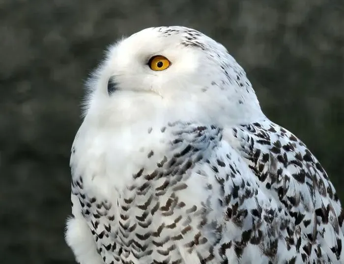 Framed Print : Snowy owl, polar owl, white owl, Arctic owl, Schnee-Eule, Harfang des neiges, Bubo scandiacus, hóbagoly, Zoo