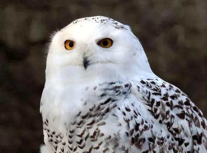 Framed Print : Snowy owl, polar owl, white owl, Arctic owl, Schnee-Eule, Harfang des neiges, Bubo scandiacus, hóbagoly, Zoo Framed Print : Snowy owl, polar owl, white owl, Arctic owl, Schnee-Eule, Harfang des neiges, Bubo scandiacus, hóbagoly, Zoo