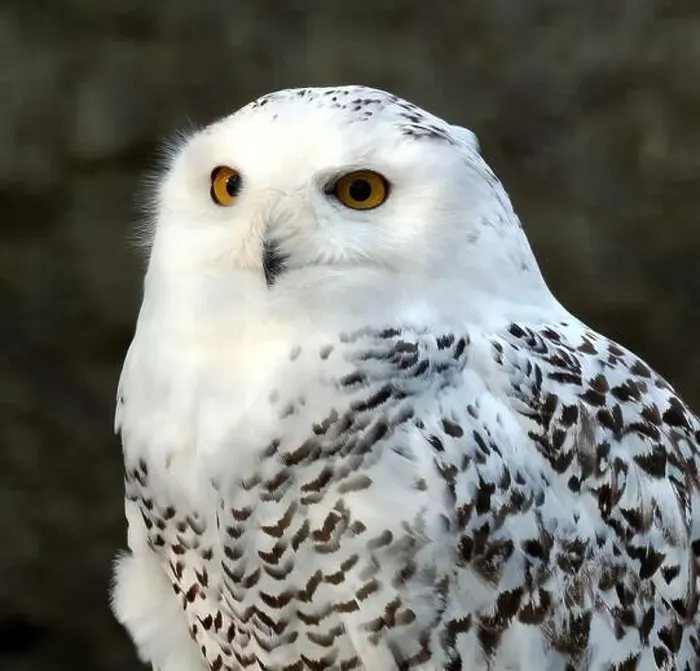 Framed Print : Snowy owl, polar owl, white owl, Arctic owl, Schnee-Eule, Harfang des neiges, Bubo scandiacus, hóbagoly, Zoo