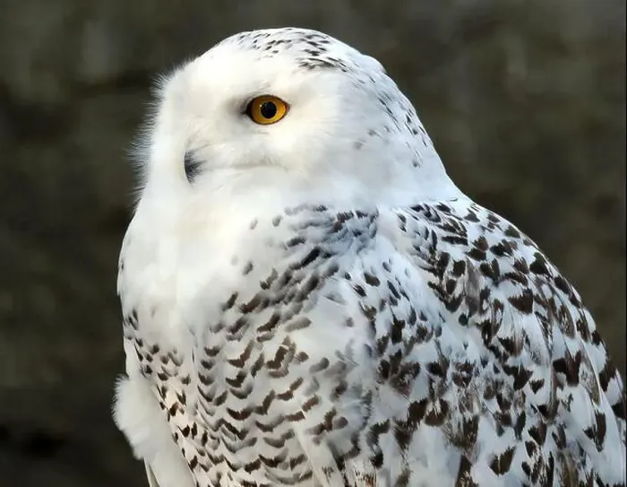 Framed Print : Snowy owl, polar owl, white owl, Arctic owl, Schnee-Eule, Harfang des neiges, Bubo scandiacus, hóbagoly, Zoo Framed Print : Snowy owl, polar owl, white owl, Arctic owl, Schnee-Eule, Harfang des neiges, Bubo scandiacus, hóbagoly, Zoo