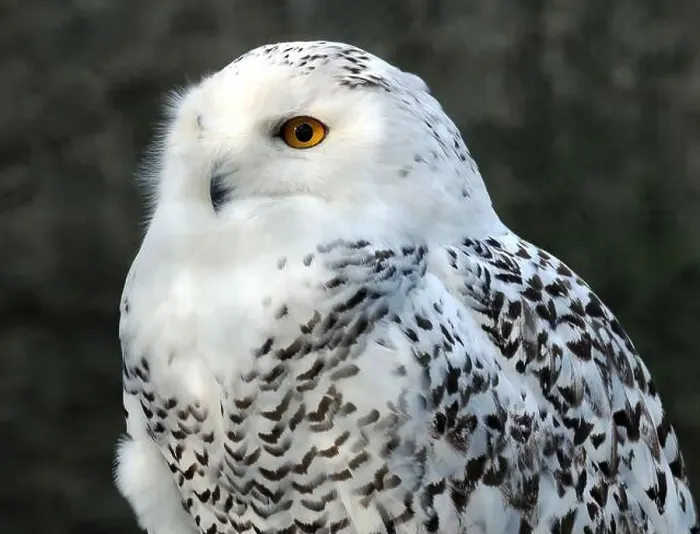Framed Print : Snowy owl, polar owl, white owl, Arctic owl, Schnee-Eule, Harfang des neiges, Bubo scandiacus, hóbagoly, Zoo
