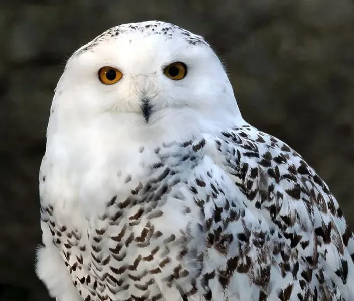 Framed Print : Snowy owl, polar owl, white owl, Arctic owl, Schnee-Eule, Harfang des neiges, Bubo scandiacus, hóbagoly, Zoo