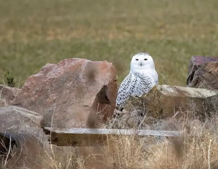 Framed Print : Snowy Owl sitting on the ground Framed Print : Snowy Owl sitting on the ground