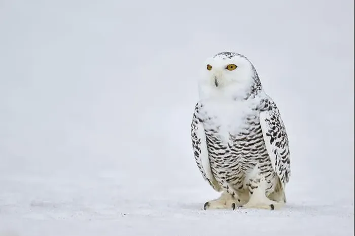 Framed Print : Snowy owl in the snow (Bubo scandiacus) captive, Czech Republic, Europe Framed Print : Snowy owl in the snow (Bubo scandiacus) captive, Czech Republic, Europe