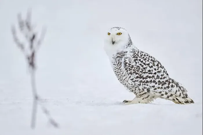 Framed Print : Snowy owl in the snow (Bubo scandiacus) captive, Czech Republic, Europe Framed Print : Snowy owl in the snow (Bubo scandiacus) captive, Czech Republic, Europe