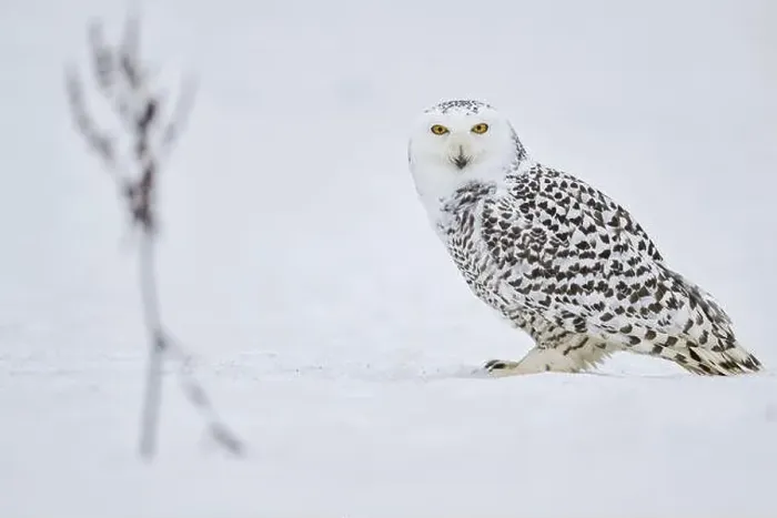 Framed Print : Snowy owl in the snow (Bubo scandiacus) captive, Czech Republic, Europe Framed Print : Snowy owl in the snow (Bubo scandiacus) captive, Czech Republic, Europe