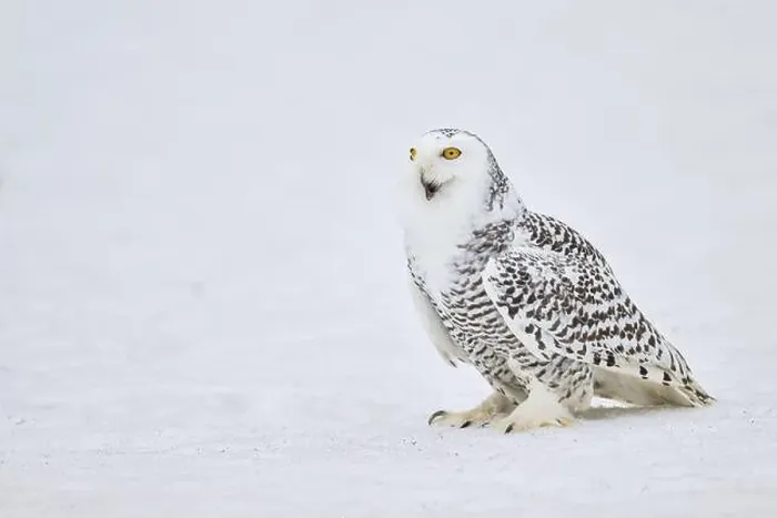 Framed Print : Snowy owl in the snow (Bubo scandiacus) captive, Czech Republic, Europe Framed Print : Snowy owl in the snow (Bubo scandiacus) captive, Czech Republic, Europe