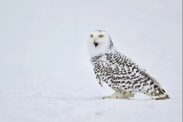 Framed Print : Snowy owl in the snow (Bubo scandiacus) captive, Czech Republic, Europe Framed Print : Snowy owl in the snow (Bubo scandiacus) captive, Czech Republic, Europe