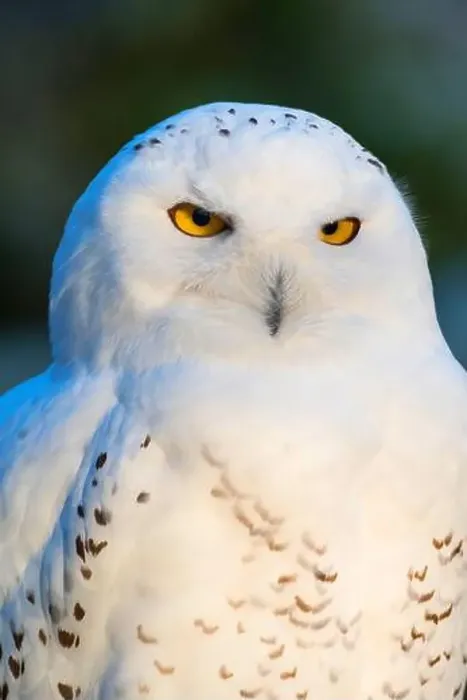 Framed Print : Snowy Owl (Strix scandiaca, Nyctea scandiaca, Bubo scandiacus), portrait Framed Print : Snowy Owl (Strix scandiaca, Nyctea scandiaca, Bubo scandiacus), portrait