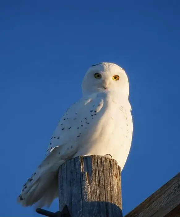 Framed Print : Snowy Owl Winter Framed Print : Snowy Owl Winter