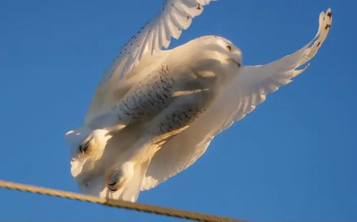Framed Print : Snowy Owl Winter