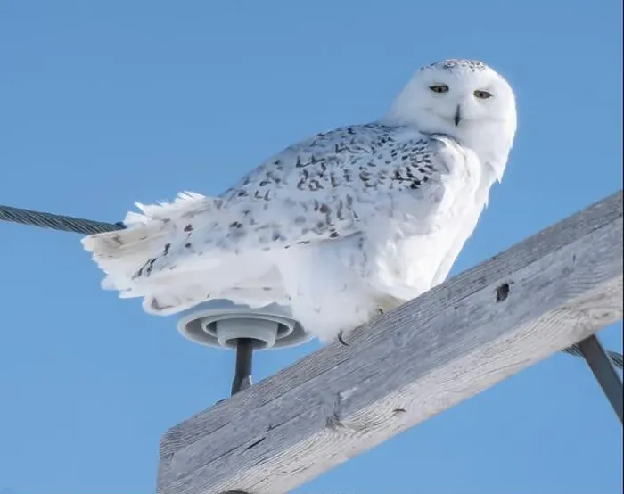 Framed Print : Snowy Owl Winter