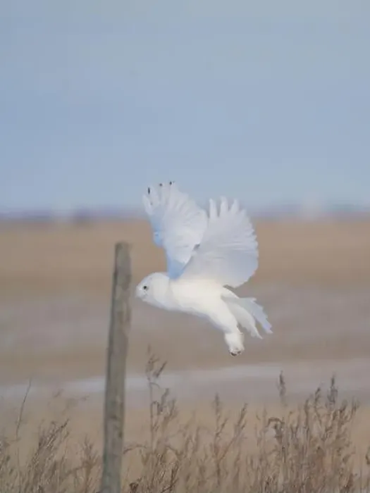 Framed Print : Snowy Owl Winter