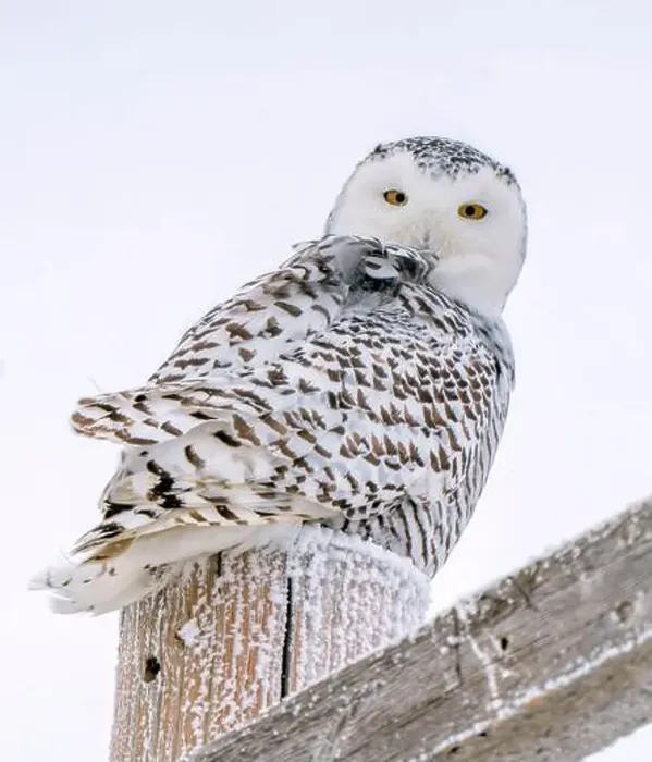 Framed Print : Snowy Owl Winter