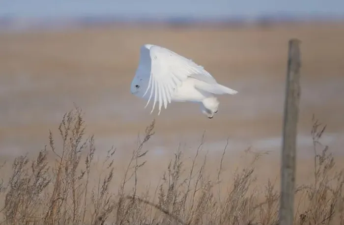 Framed Print : Snowy Owl Winter