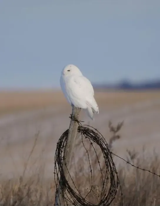 Framed Print : Snowy Owl Winter
