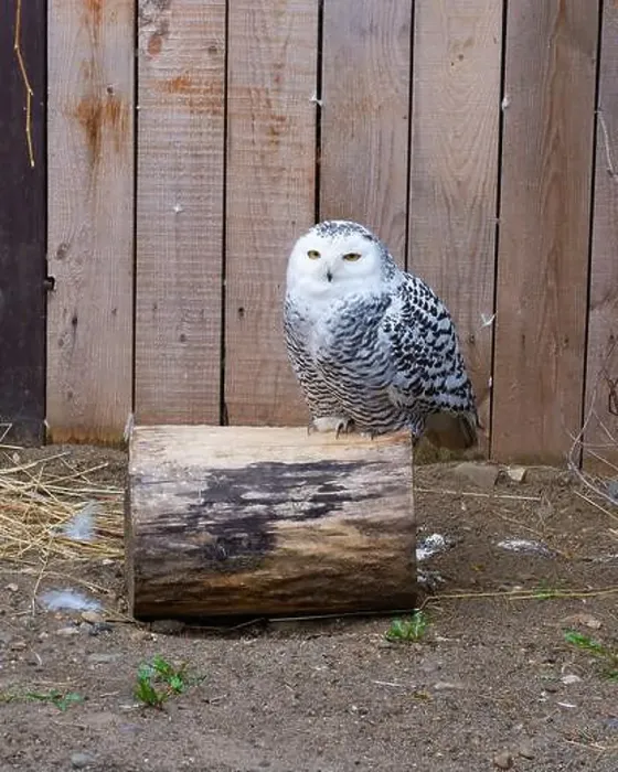 Framed Print : Snowy Owl in the zoo. It inhabits the Arctic tundra and other cold regions of North America and Europe Framed Print : Snowy Owl in the zoo. It inhabits the Arctic tundra and other cold regions of North America and Europe