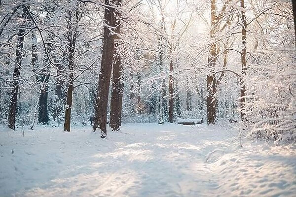 Snowy winter landscape panorama with dreamy sunlight. Idyllic winter nature, adventure and freedom scenic. Amazing seasonal landscape, forest path