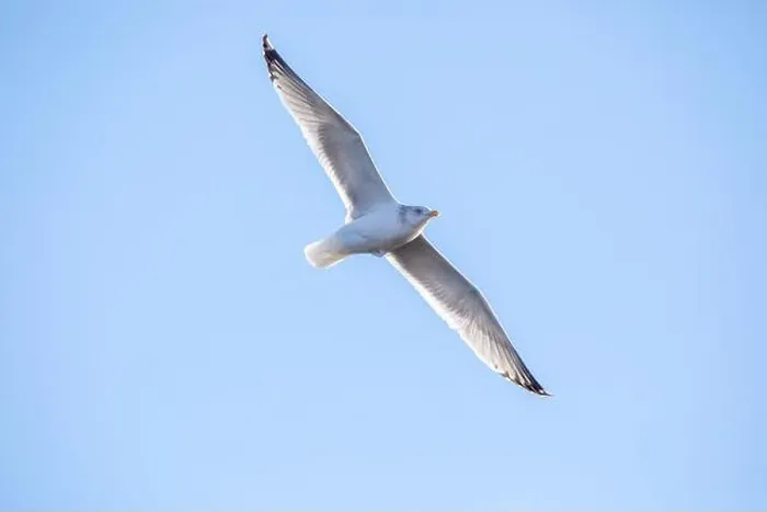 Framed Print : Soaring seagull with spread wings, isolated aginst a bright blue sky on a winter day in Iowa Framed Print : Soaring seagull with spread wings, isolated aginst a bright blue sky on a winter day in Iowa
