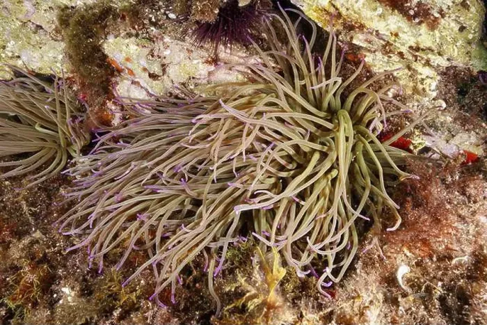 Framed Print : Soft, branched wax rose (Anemonia sulcata) embedded in the underwater landscape