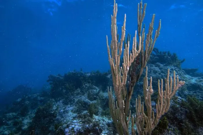 Framed Print : Soft coral in the Caribbean Sea Framed Print : Soft coral in the Caribbean Sea