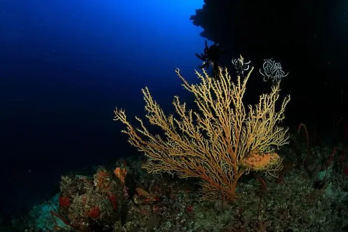 Framed Print : Soft coral of yellow tones in reef with the blue of the ocean in the background Framed Print : Soft coral of yellow tones in reef with the blue of the ocean in the background