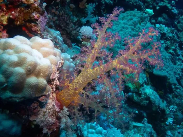 Framed Print : Soft corals on Elphinstone Reef in Red Sea near Marsa Alam, Egypt Framed Print : Soft corals on Elphinstone Reef in Red Sea near Marsa Alam, Egypt