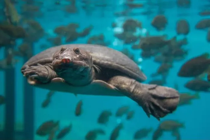 Framed Print : Softshelled Turtle swimming underwater among a school of fish, Blue Grotto, Florida, USA Framed Print : Softshelled Turtle swimming underwater among a school of fish, Blue Grotto, Florida, USA