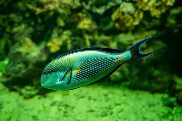 Framed Print : Sohal surgeonfish [Acanthurus sohal] of family Acanthuridae from Red Sea in Egypt