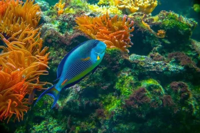Framed Print : Sohal surgeonfish [Acanthurus sohal] of family Acanthuridae from Red Sea in Egypt