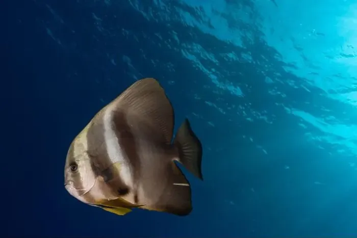 Framed Print : A solitary batfish against the contrast of a deep blue sea with sunlight filtering through the water above Framed Print : A solitary batfish against the contrast of a deep blue sea with sunlight filtering through the water above