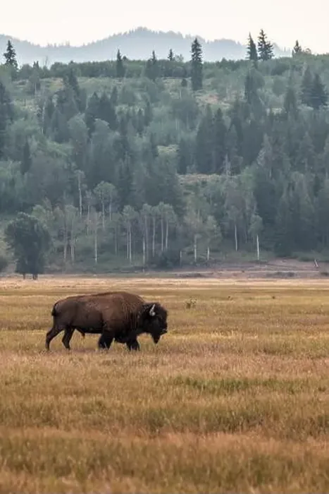 Framed Print : A Solitary Bison in Grand Teton National Park
