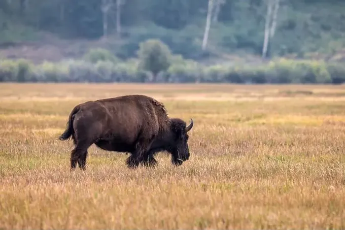 Framed Print : A Solitary Bison in Grand Teton National Park