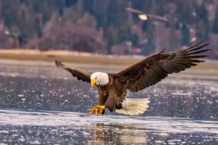 Framed Print : Solitary eagle soaring over icy beach water Framed Print : Solitary eagle soaring over icy beach water