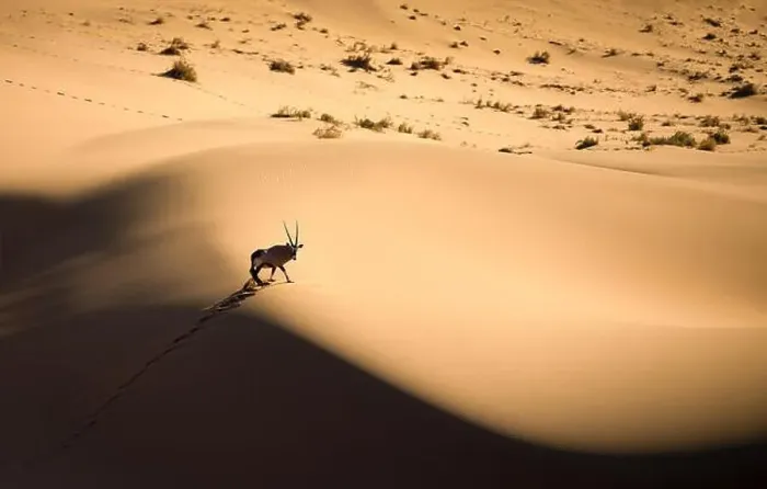 Framed Print : Solitary oryx standing on a sand dune in Sossusvlei desert during sunset on the edge of shadowy and light sand