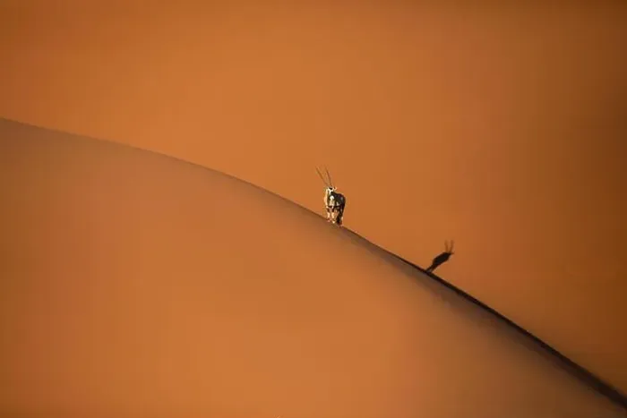 Framed Print : Solitary oryx standing on a sand dune in Sossusvlei desert during sunset on the edge of shadowy and light sand Framed Print : Solitary oryx standing on a sand dune in Sossusvlei desert during sunset on the edge of shadowy and light sand