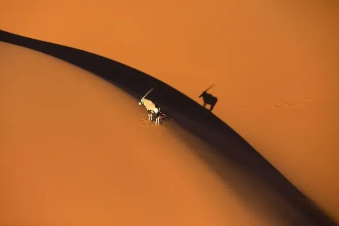 Framed Print : Solitary oryx standing on a sand dune in Sossusvlei desert during sunset with his shadow mirroring his shape