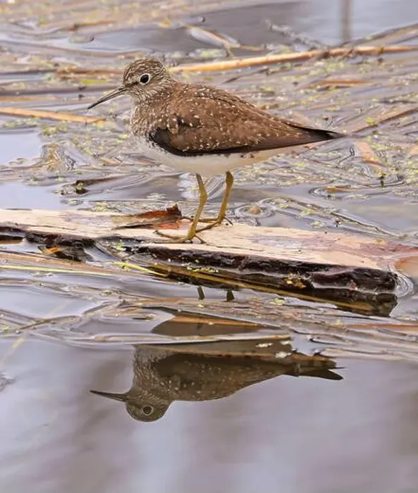 Framed Print : Solitary Sandpiper on the swamp with his reflection on water, Canada Framed Print : Solitary Sandpiper on the swamp with his reflection on water, Canada